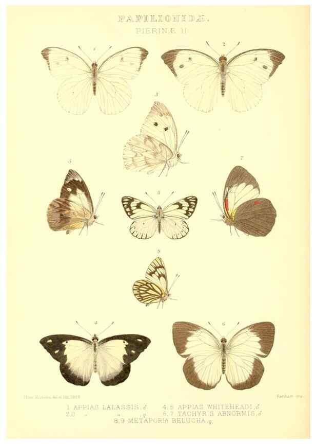 Reproducción/Reproduction 48954567552: Rhopalocera exotica. London :Gurney & Jackson,1887-1902.. 