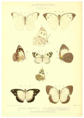 Reproducción/Reproduction 48954567552: Rhopalocera exotica. London :Gurney & Jackson,1887-1902.. 