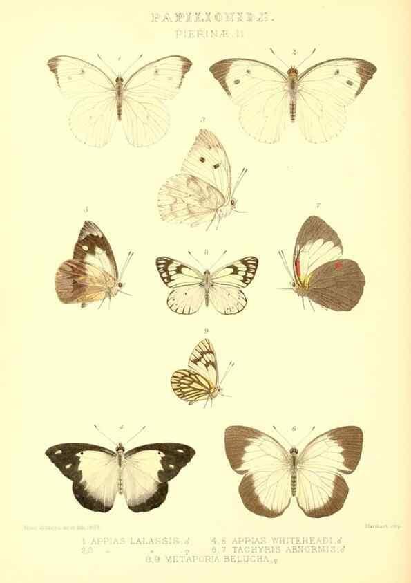 Reproducción/Reproduction 48954567552: Rhopalocera exotica. London :Gurney & Jackson,1887-1902.. 