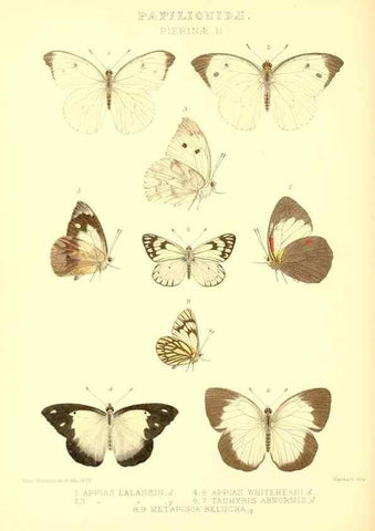 Reproducción/Reproduction 48954567552: Rhopalocera exotica. London :Gurney & Jackson,1887-1902.. 