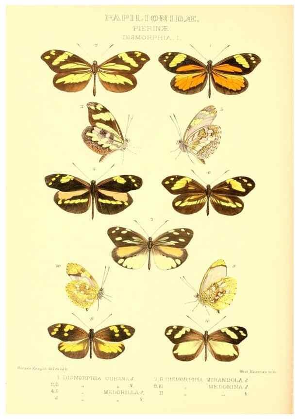 Reproducción/Reproduction 48953829398: Rhopalocera exotica. London :Gurney & Jackson,1887-1902.. 
