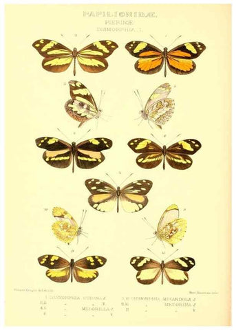 Reproducción/Reproduction 48953829398: Rhopalocera exotica. London :Gurney & Jackson,1887-1902.. 