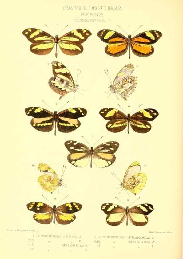 Reproducción/Reproduction 48953829398: Rhopalocera exotica. London :Gurney & Jackson,1887-1902.. 
