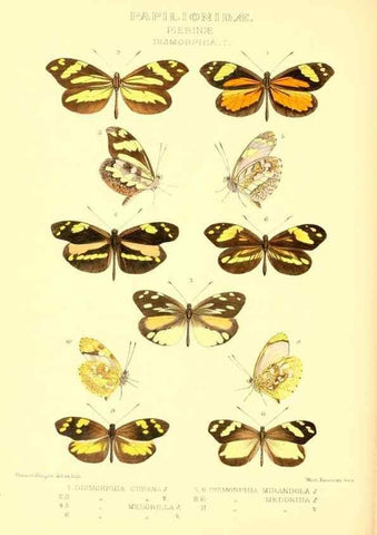 Reproducción/Reproduction 48953829398: Rhopalocera exotica. London :Gurney & Jackson,1887-1902.. 