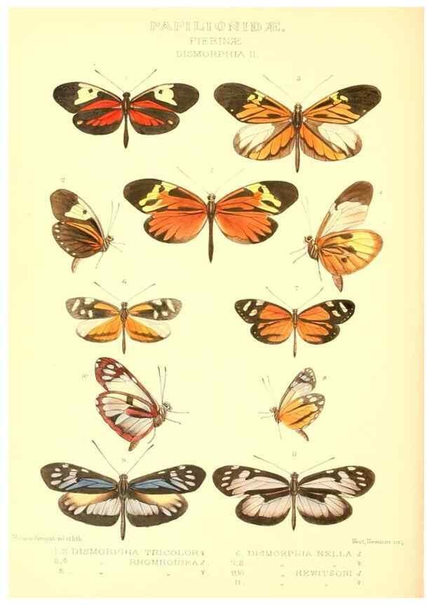 Reproducción/Reproduction 48954568462: Rhopalocera exotica. London :Gurney & Jackson,1887-1902.. 