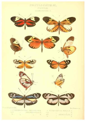 Reproducción/Reproduction 48954568462: Rhopalocera exotica. London :Gurney & Jackson,1887-1902.. 