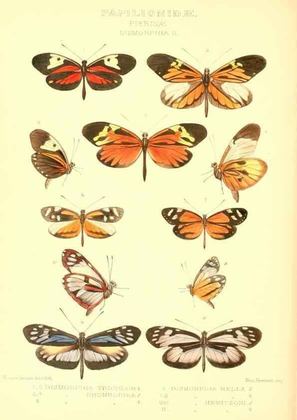 Reproducción/Reproduction 48954568462: Rhopalocera exotica. London :Gurney & Jackson,1887-1902.. 