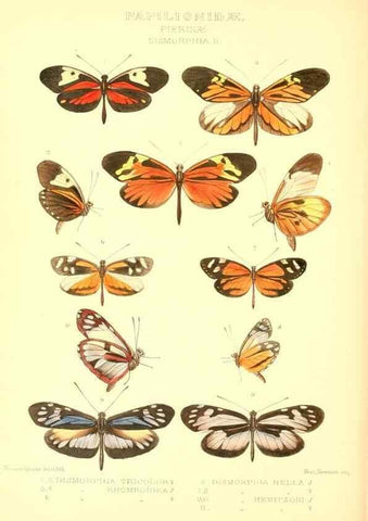 Reproducción/Reproduction 48954568462: Rhopalocera exotica. London :Gurney & Jackson,1887-1902.. 