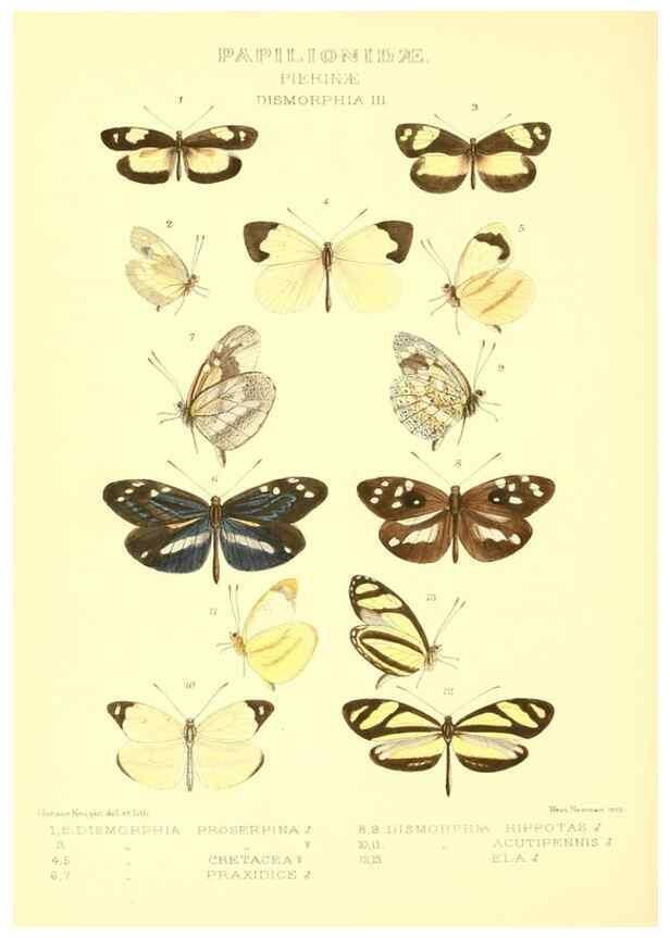 Reproducción/Reproduction 48954380671: Rhopalocera exotica. London :Gurney & Jackson,1887-1902.. 