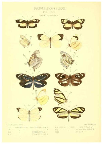 Reproducción/Reproduction 48954380671: Rhopalocera exotica. London :Gurney & Jackson,1887-1902.. 