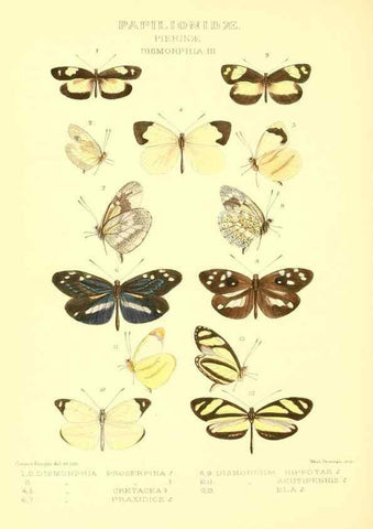 Reproducción/Reproduction 48954380671: Rhopalocera exotica. London :Gurney & Jackson,1887-1902.. 