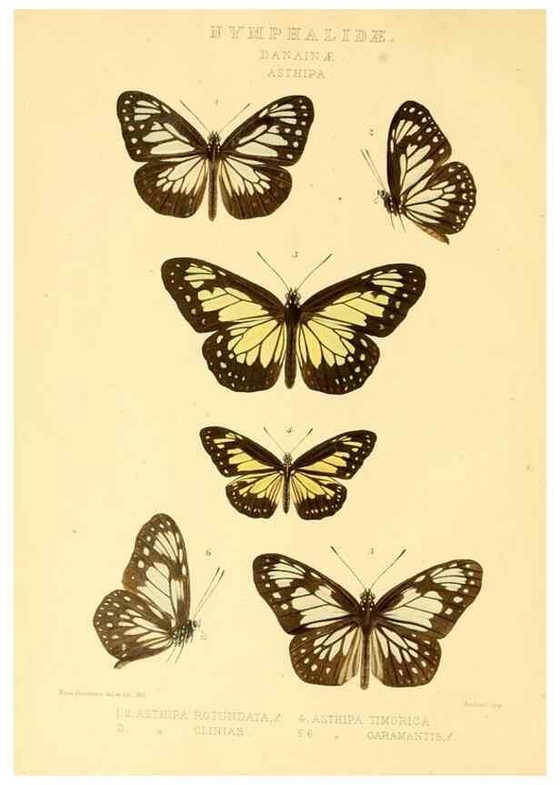 Reproducción/Reproduction 48954429366: Rhopalocera exotica. London :Gurney & Jackson,1887-1902.. 