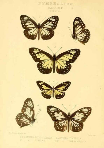 Reproducción/Reproduction 48954429366: Rhopalocera exotica. London :Gurney & Jackson,1887-1902.. 