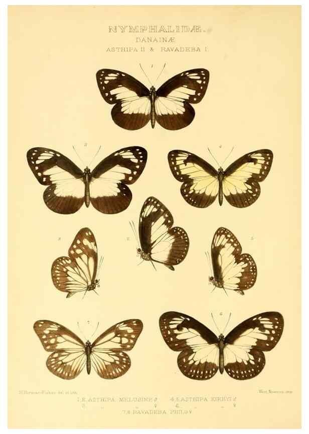 Reproducción/Reproduction 48954429701: Rhopalocera exotica. London :Gurney & Jackson,1887-1902.. 