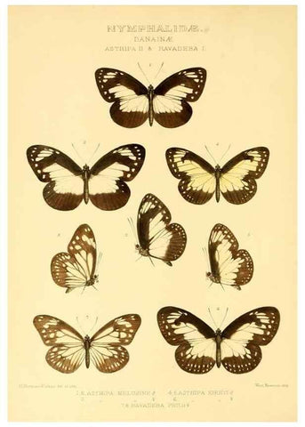 Reproducción/Reproduction 48954429701: Rhopalocera exotica. London :Gurney & Jackson,1887-1902.. 