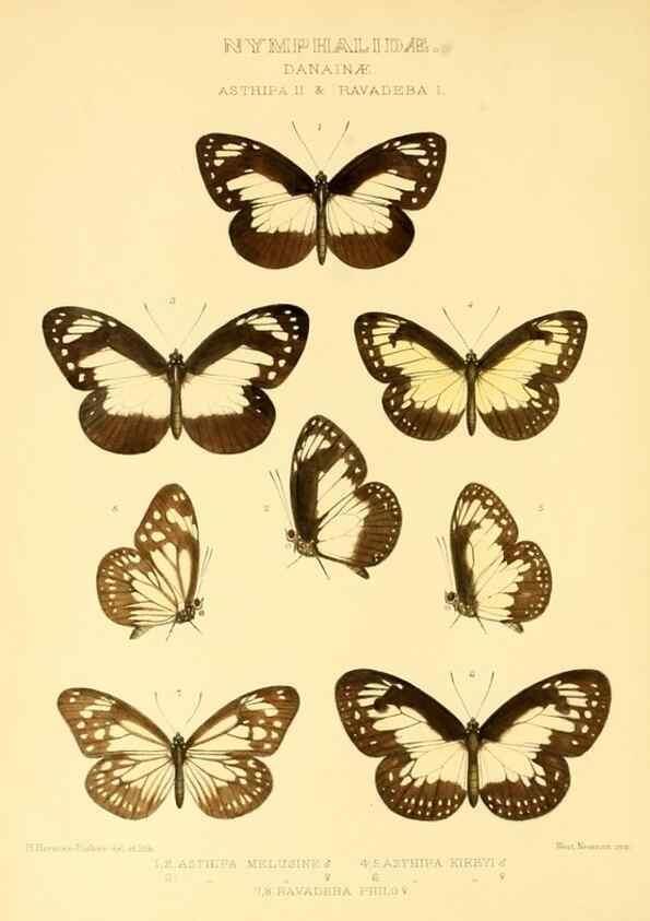 Reproducción/Reproduction 48954429701: Rhopalocera exotica. London :Gurney & Jackson,1887-1902.. 