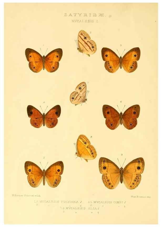 Reproducción/Reproduction 48954430066: Rhopalocera exotica. London :Gurney & Jackson,1887-1902.. 