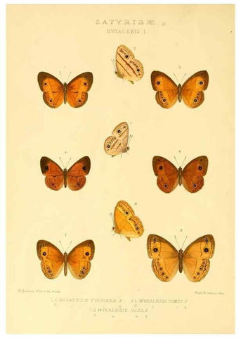 Reproducción/Reproduction 48954430066: Rhopalocera exotica. London :Gurney & Jackson,1887-1902.. 