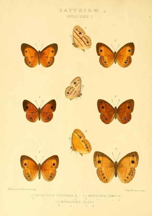Reproducción/Reproduction 48954430066: Rhopalocera exotica. London :Gurney & Jackson,1887-1902.. 