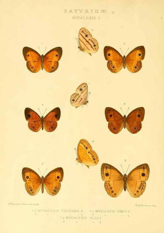 Reproducción/Reproduction 48954430066: Rhopalocera exotica. London :Gurney & Jackson,1887-1902.. 