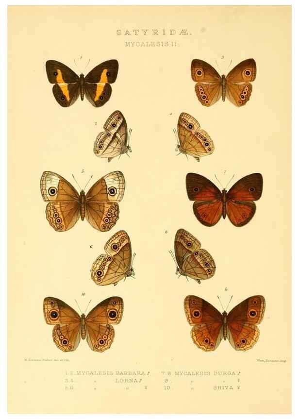 Reproducción/Reproduction 48953880868: Rhopalocera exotica. London :Gurney & Jackson,1887-1902.. 