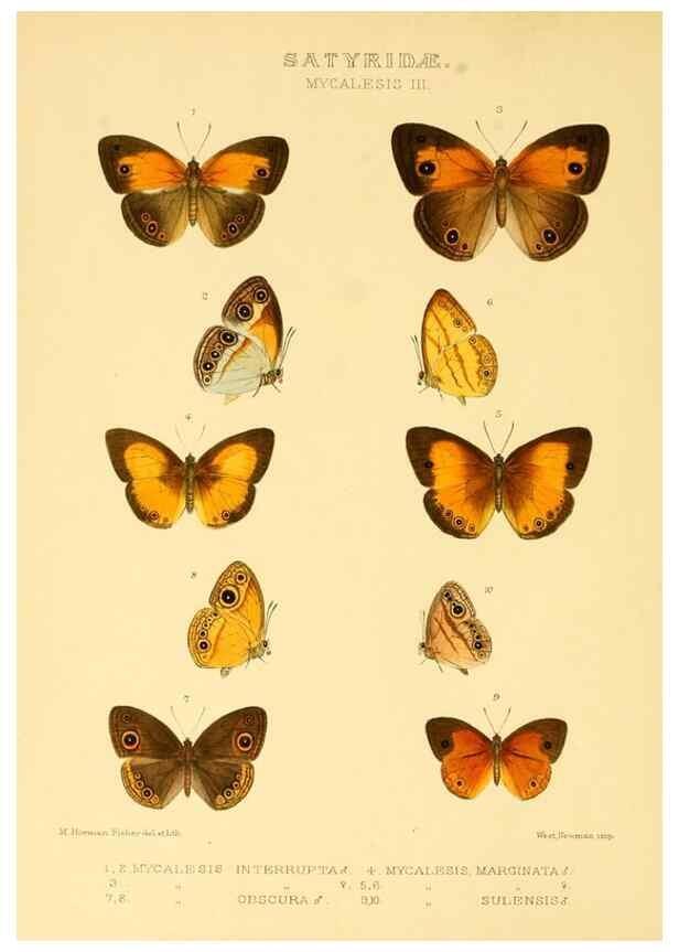 Reproducción/Reproduction 48954618367: Rhopalocera exotica. London :Gurney & Jackson,1887-1902.. 