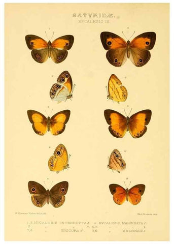 Reproducción/Reproduction 48954618367: Rhopalocera exotica. London :Gurney & Jackson,1887-1902.. 