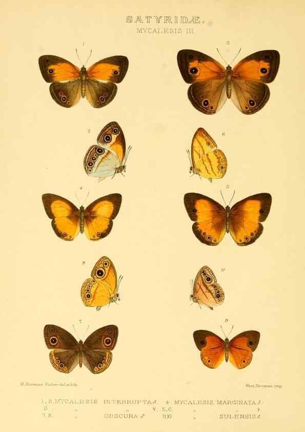 Reproducción/Reproduction 48954618367: Rhopalocera exotica. London :Gurney & Jackson,1887-1902.. 