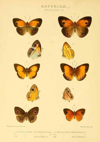 Reproducción/Reproduction 48954618367: Rhopalocera exotica. London :Gurney & Jackson,1887-1902.. 