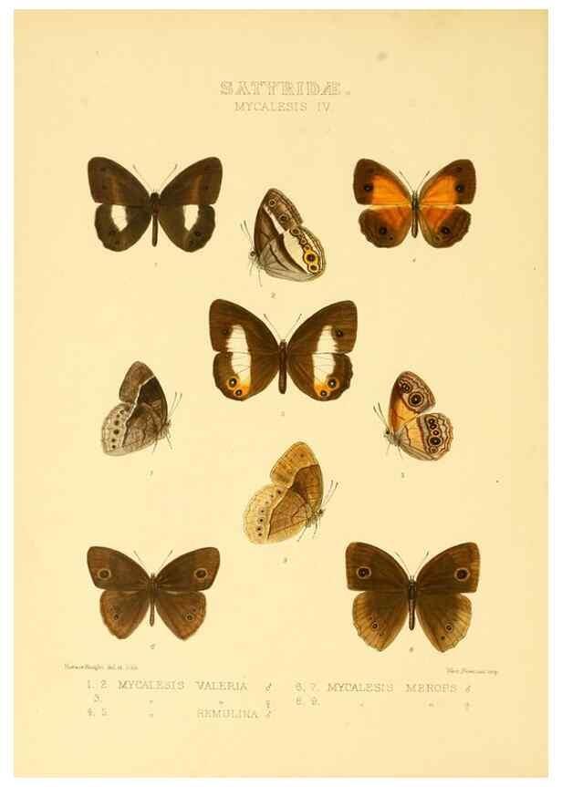 Reproducción/Reproduction 48954431771: Rhopalocera exotica. London :Gurney & Jackson,1887-1902.. 