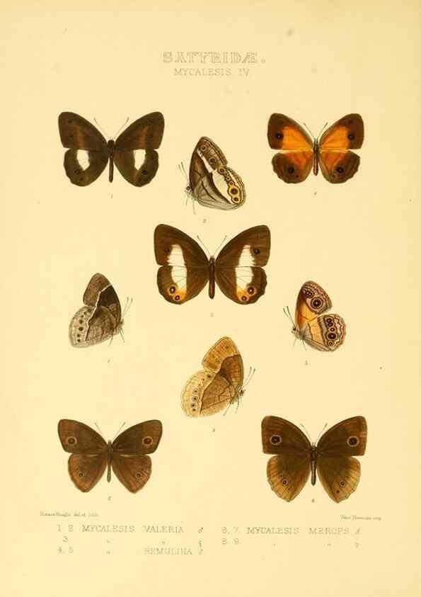 Reproducción/Reproduction 48954431771: Rhopalocera exotica. London :Gurney & Jackson,1887-1902.. 