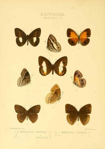 Reproducción/Reproduction 48954431771: Rhopalocera exotica. London :Gurney & Jackson,1887-1902.. 