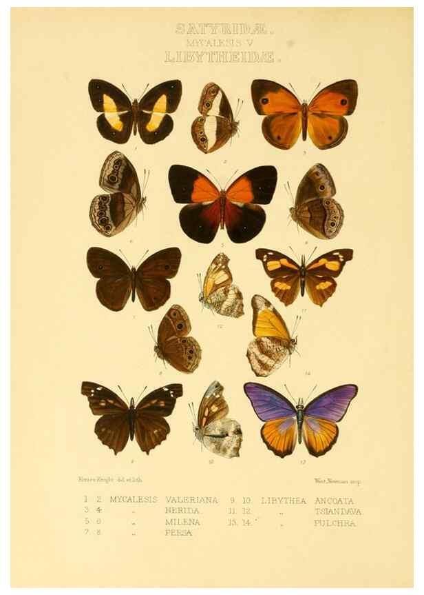 Reproducción/Reproduction 48954432126: Rhopalocera exotica. London :Gurney & Jackson,1887-1902.. 
