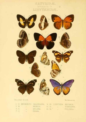 Reproducción/Reproduction 48954432126: Rhopalocera exotica. London :Gurney & Jackson,1887-1902.. 