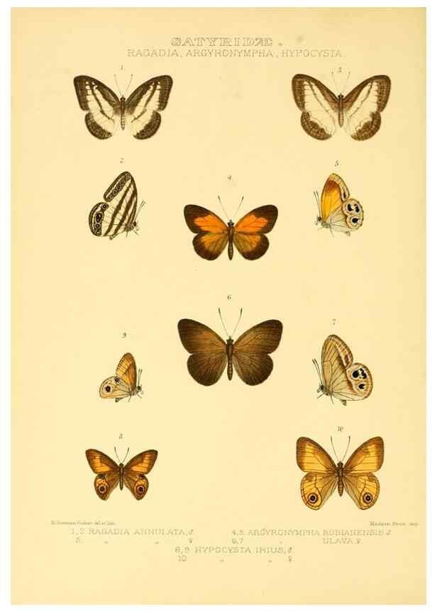 Reproducción/Reproduction 48954619492: Rhopalocera exotica. London :Gurney & Jackson,1887-1902.. 