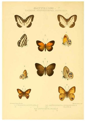Reproducción/Reproduction 48954619492: Rhopalocera exotica. London :Gurney & Jackson,1887-1902.. 