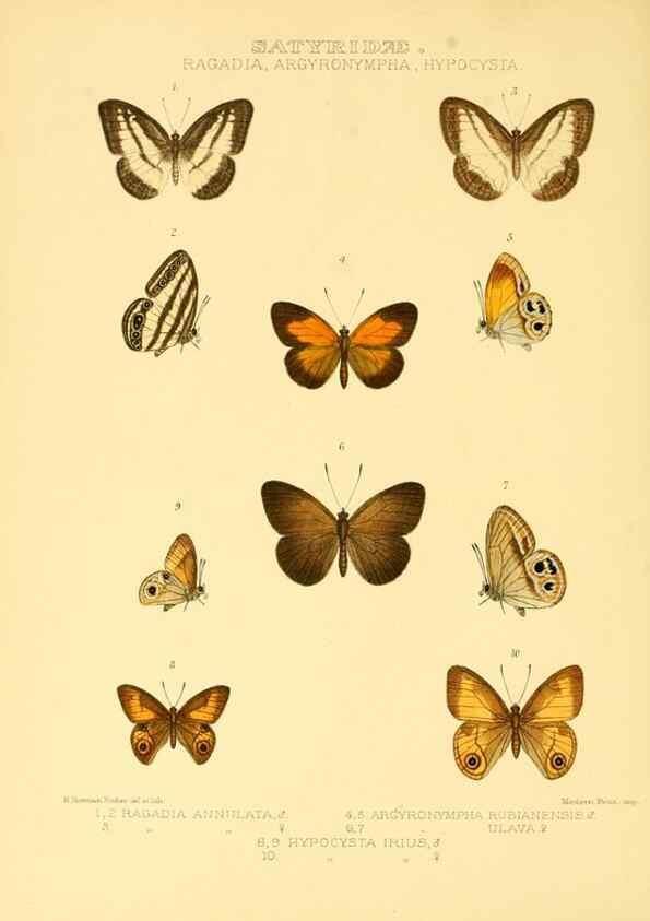 Reproducción/Reproduction 48954619492: Rhopalocera exotica. London :Gurney & Jackson,1887-1902.. 