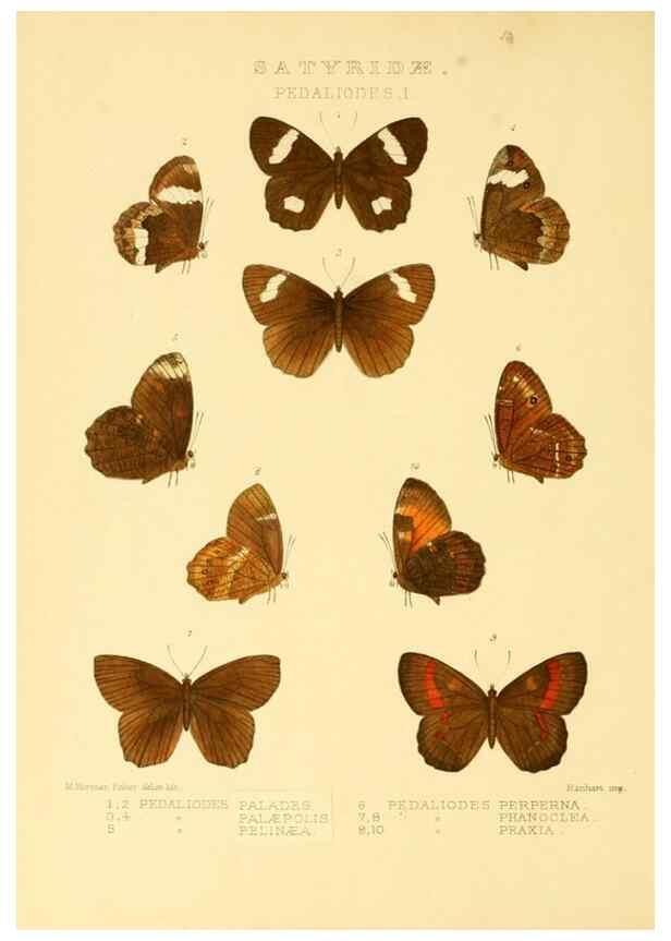 Reproducción/Reproduction 48954619787: Rhopalocera exotica. London :Gurney & Jackson,1887-1902.. 