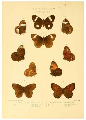 Reproducción/Reproduction 48954619787: Rhopalocera exotica. London :Gurney & Jackson,1887-1902.. 