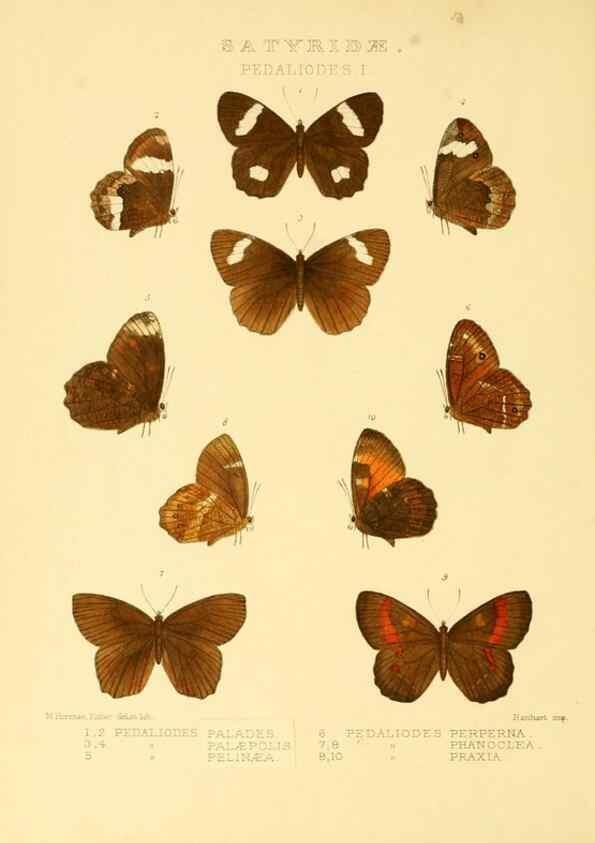 Reproducción/Reproduction 48954619787: Rhopalocera exotica. London :Gurney & Jackson,1887-1902.. 