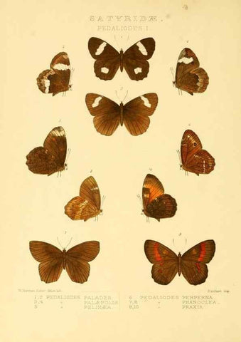 Reproducción/Reproduction 48954619787: Rhopalocera exotica. London :Gurney & Jackson,1887-1902.. 