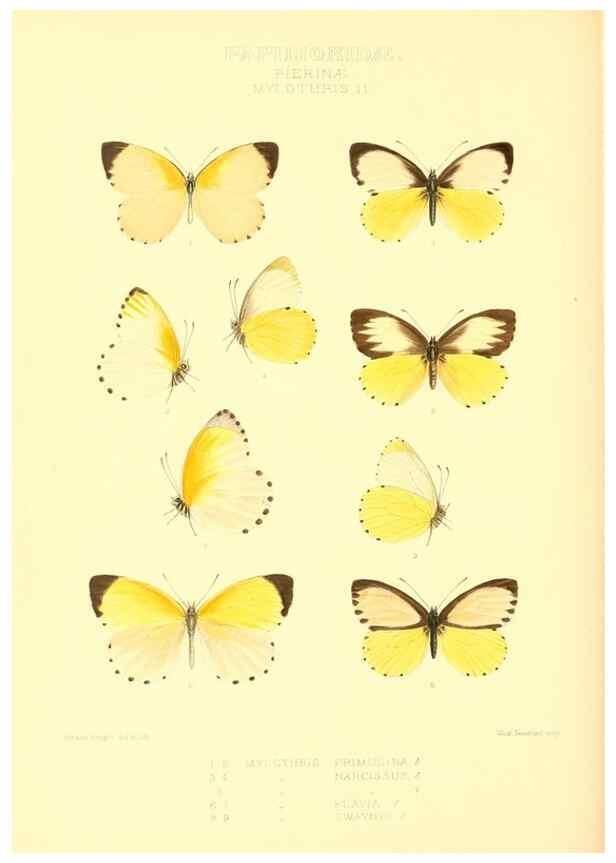Reproducción/Reproduction 48954566447: Rhopalocera exotica. London :Gurney & Jackson,1887-1902.. 