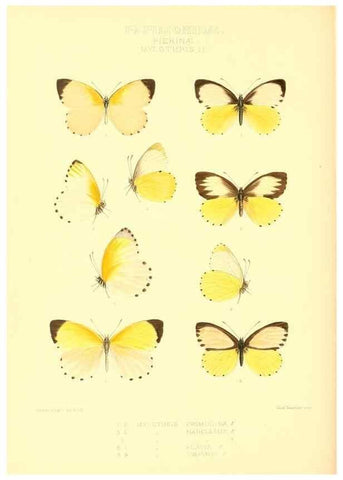 Reproducción/Reproduction 48954566447: Rhopalocera exotica. London :Gurney & Jackson,1887-1902.. 