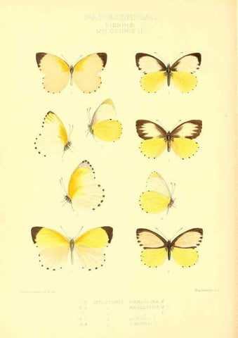 Reproducción/Reproduction 48954566447: Rhopalocera exotica. London :Gurney & Jackson,1887-1902.. 