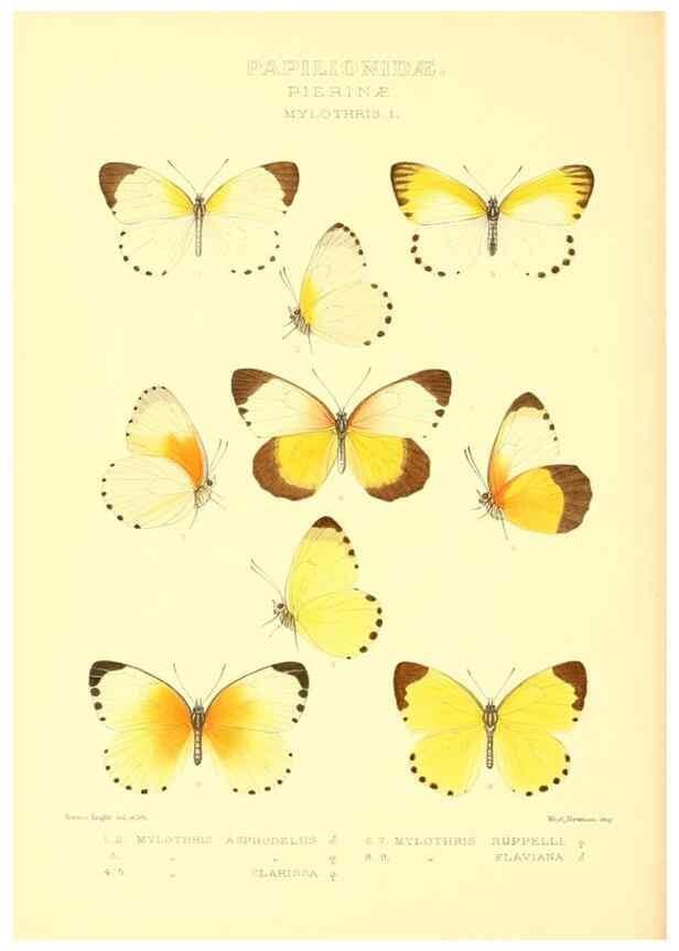 Reproducción/Reproduction 48954566027: Rhopalocera exotica. London :Gurney & Jackson,1887-1902.. 
