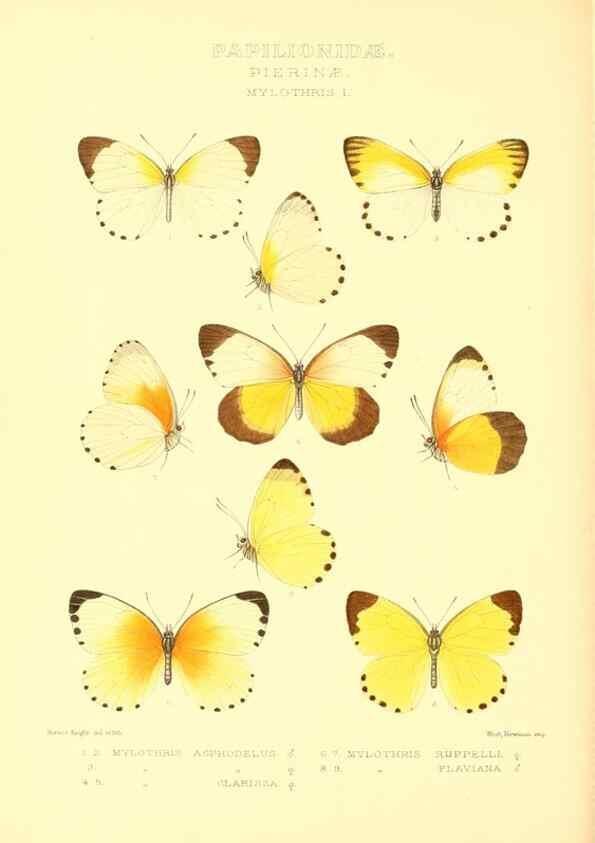 Reproducción/Reproduction 48954566027: Rhopalocera exotica. London :Gurney & Jackson,1887-1902.. 