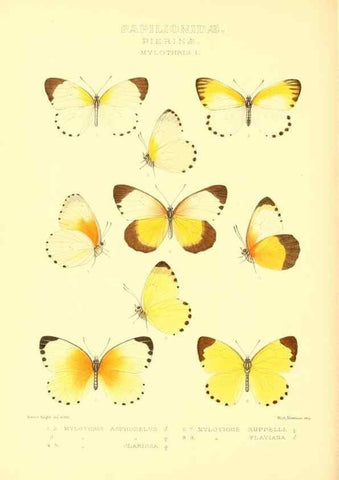 Reproducción/Reproduction 48954566027: Rhopalocera exotica. London :Gurney & Jackson,1887-1902.. 