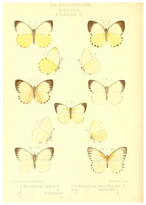 Reproducción/Reproduction 48953827113: Rhopalocera exotica. London :Gurney & Jackson,1887-1902.. 