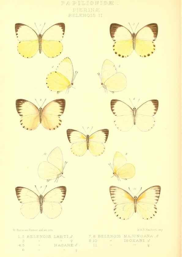 Reproducción/Reproduction 48953827113: Rhopalocera exotica. London :Gurney & Jackson,1887-1902.. 
