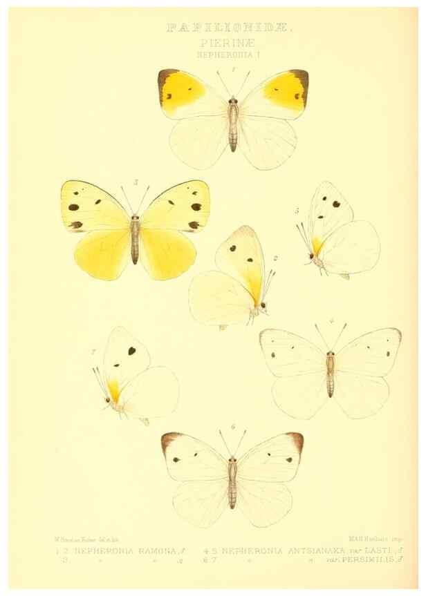 Reproducción/Reproduction 48953826713: Rhopalocera exotica. London :Gurney & Jackson,1887-1902.. 